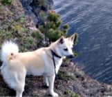 Norwegian Buhund Overlooking A Beautiful Lakephoto By: Jon-Eric Melsæterhttps://Creativecommons.org/Licenses/By-Nd/2.0/