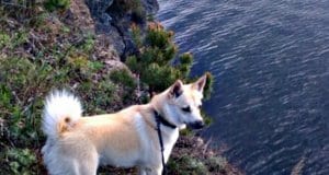 Norwegian Buhund overlooking a beautiful lakePhoto by: Jon-Eric Melsæterhttps://creativecommons.org/licenses/by-nd/2.0/