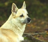 Norwegian Buhund Restingphoto By: Jon-Eric Melsæter Https://Creativecommons.org/Licenses/By-Nd/2.0/