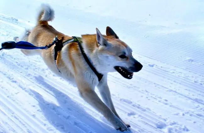 Norwegian Buhund playing in the snow Photo by: Jon-Eric Melsæter https://creativecommons.org/licenses/by-nd/2.0/