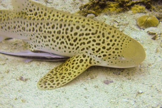 Nurse Shark on the white sandy ocean floorPhoto by: Christopher Jensenhttps://creativecommons.org/licenses/by-nd/2.0/