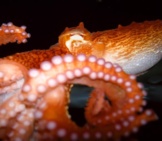 Pacific Octopus Showing His Suckers In An Aquarium Photo By: David Csepp, Noaa Photo Library Https://Creativecommons.org/Licenses/By/2.0/