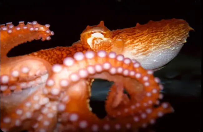 Pacific Octopus showing his suckers in an aquarium Photo by: David Csepp, NOAA Photo Library https://creativecommons.org/licenses/by/2.0/
