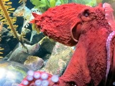 Colorful Pacific Octopus up closePhoto by: Ruth Hartnuphttps://creativecommons.org/licenses/by/2.0/