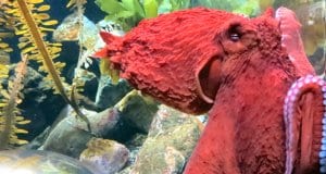 Colorful Pacific Octopus up closePhoto by: Ruth Hartnuphttps://creativecommons.org/licenses/by/2.0/