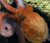 Closeup Of A Pacific Octopus In The Wild Photo By: Noaa Ocean Exploration &Amp; Research Https://Creativecommons.org/Licenses/By/2.0/