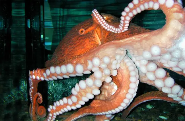 Pacific Octopus on the wall of an aquarium at OSU&#039;s Hatfield Marine Science Center Photo by: Oregon State University https://creativecommons.org/licenses/by/2.0/ 