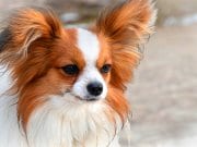 Portrait of a beautiful Papillon