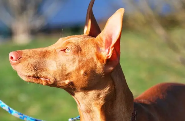 Pharaoh Hound in profile Photo by: Brent Smith https://creativecommons.org/licenses/by-nc/2.0/