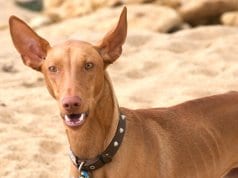 Pharaoh Hound at the beach - notice his large, pointy earsPhoto by: clogwoghttps://creativecommons.org/licenses/by-nc/2.0/