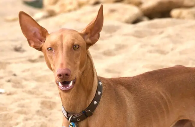 Pharaoh Hound at the beach - notice his large, pointy earsPhoto by: clogwoghttps://creativecommons.org/licenses/by-nc/2.0/