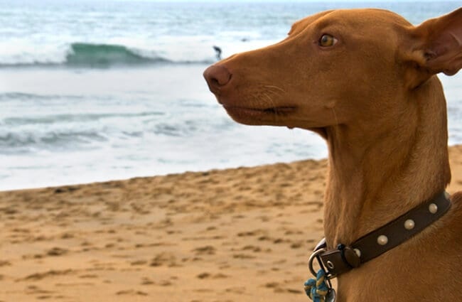 Surprised Pharaoh Hound at the beach Photo by: clogwog https://creativecommons.org/licenses/by-nc/2.0/