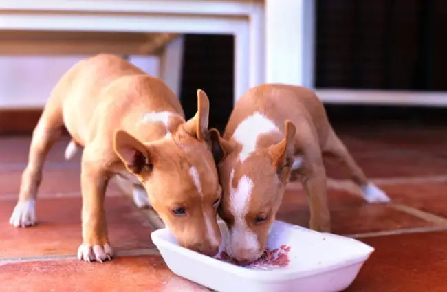 Pharaoh Hound puppies at chow time Photo by: Manuel QC https://creativecommons.org/licenses/by-nc/2.0/