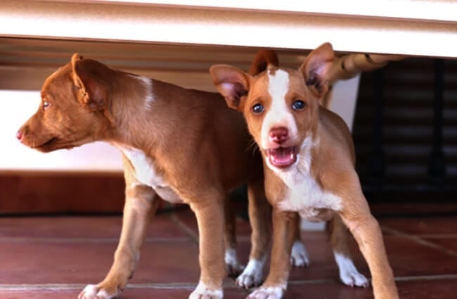 A pair of Pharaoh Hound puppies playing hide-and-seek Photo by: Manuel QC https://creativecommons.org/licenses/by-nc/2.0/
