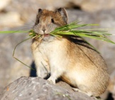 American Pika With Take-Outphoto By: (C) Visceralimage Www.fotosearch.com