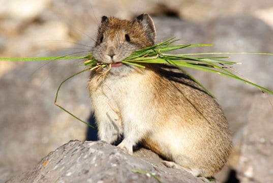 American Pika with Take-OutPhoto by: (c) visceralimage www.fotosearch.com