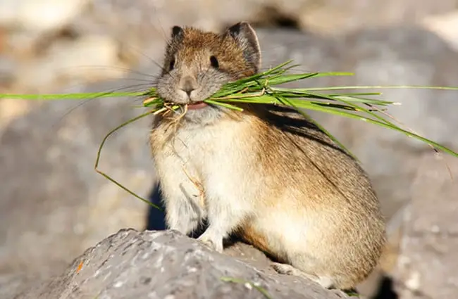 American Pika with Take-OutPhoto by: (c) visceralimage www.fotosearch.com