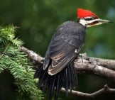 Beautiful Pileated Woodpecker In A Pine Tree Photo By: Minime-70 On Pixabay