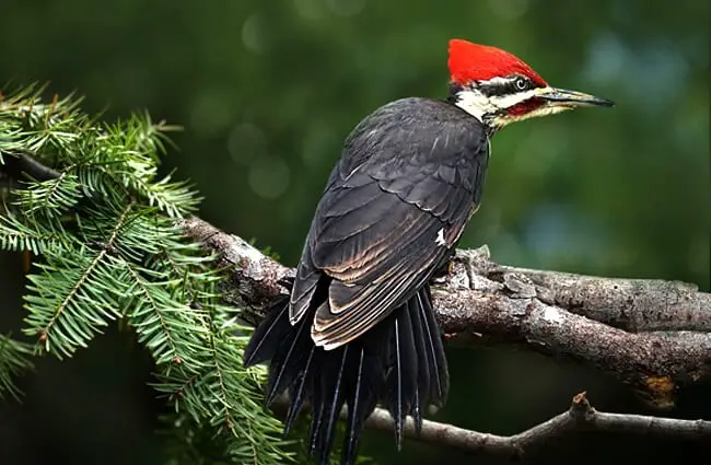Beautiful Pileated Woodpecker in a pine tree Photo by: MiniMe-70 on Pixabay