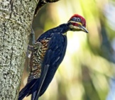 Pileated Woodpecker Establishing Territory Photo By: Werner22Brigitte On Pixabay