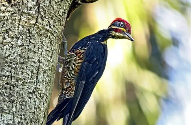 Pileated Woodpecker establishing territory Photo by: werner22brigitte on Pixabay