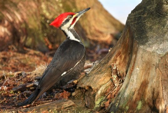 lovely Pileated Woodpecker at the base of a treePhoto by: Tim Lenzhttps://creativecommons.org/licenses/by/2.0/