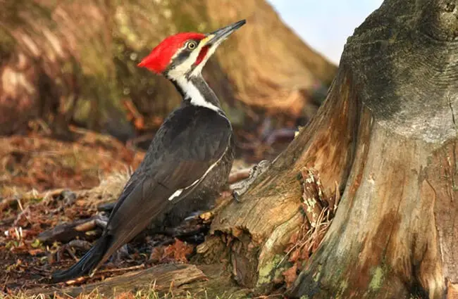 lovely Pileated Woodpecker at the base of a treePhoto by: Tim Lenzhttps://creativecommons.org/licenses/by/2.0/