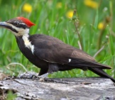 Pileated Woodpecker Searching For Food Photo By: Dapuglet Pugs Https://Creativecommons.org/Licenses/By/2.0/