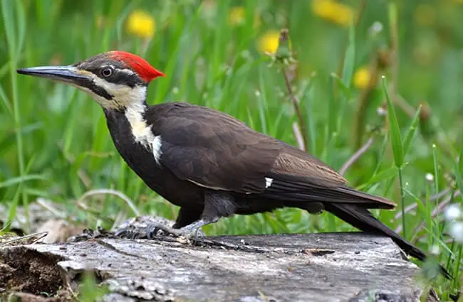 Pileated Woodpecker searching for food Photo by: DaPuglet Pugs https://creativecommons.org/licenses/by/2.0/