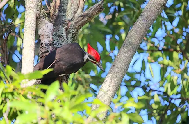 The Pileated Woodpecker certainly can&#039;t hide in a tree Photo by: cuatrok77 https://creativecommons.org/licenses/by/2.0/