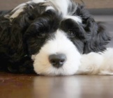 Portuguese Water Dog Puppy - 11 Weeks Old Photo By: Andrea Arden Https://Creativecommons.org/Licenses/By/2.0/