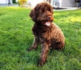 Beautiful Chocolate Portuguese Water Dog Photo By: Eli Christman Https://Creativecommons.org/Licenses/By/2.0/