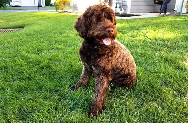 Beautiful chocolate Portuguese Water Dog Photo by: Eli Christman https://creativecommons.org/licenses/by/2.0/