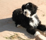 4 Month Old Portuguese Water Dog Puppy At The Beachphoto By: Raymond Browhttps://Creativecommons.org/Licenses/By/2.0/