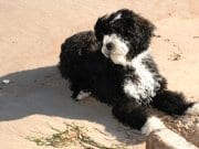 Portuguese Water Dog 4 month old Portuguese Water Dog puppy at the beachPhoto by: Raymond Browhttps://creativecommons.org/licenses/by/2.0/