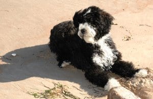 4 month old Portuguese Water Dog puppy at the beachPhoto by: Raymond Browhttps://creativecommons.org/licenses/by/2.0/