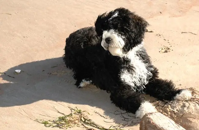 4 month old Portuguese Water Dog puppy at the beachPhoto by: Raymond Browhttps://creativecommons.org/licenses/by/2.0/