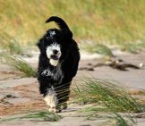 Portuguese Water Dog - A Day At The Beach Photo By: Raymond Brow Https://Creativecommons.org/Licenses/By/2.0/