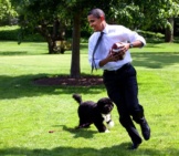 President Barack Obama Playing With Bo, The Portuguese Water Dog Photo By: Janeb13 On Pixabay