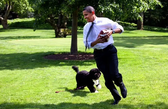Президент Барак Обама играет с Бо, португальской водяной собакой Фото: janeb13 on Pixabay