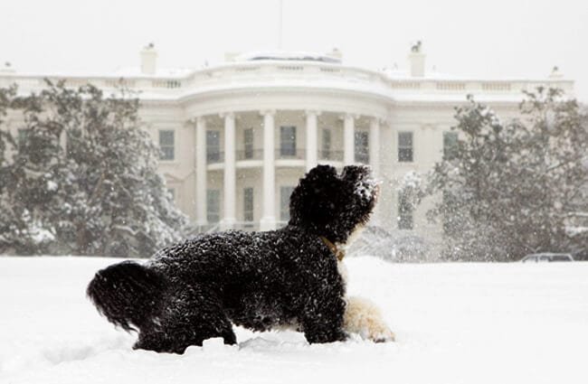 First Dog Bo - Portuguese Water Dog in the snow! Photo by: skeeze on Pixabay