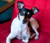 Rat Terrier Ready To Snuggle Photo By: John Liu Https://Creativecommons.org/Licenses/By/2.0/