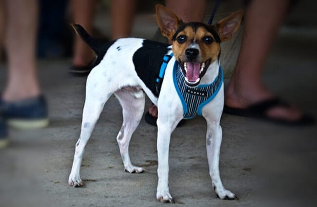 Rat Terrier sounding the alarm Photo by: Cristina https://creativecommons.org/licenses/by/2.0/