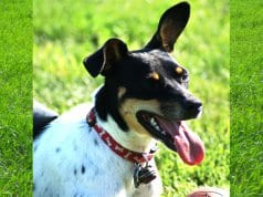 Rat Terrier taking a breather at the parkPhoto by: Sally Wehnerhttps://creativecommons.org/licenses/by/2.0/