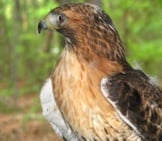 Lovely Red Tailed Hawk In Profile