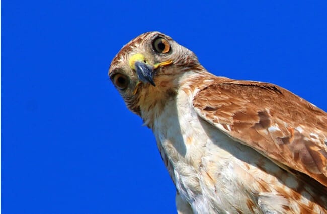 Red Tailed Hawk taking a selfie