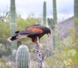 Red Tailed Hawk Balanced On Top Of A Cactus