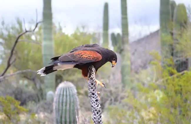 Red Tailed Hawk balanced on top of a cactus
