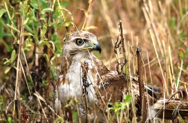 Well-camouflaged Red Tailed Hawk