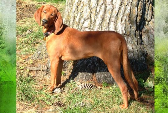 Beautiful Redbone Coonhound posing for a picPhoto by: Amy Lawsonhttps://creativecommons.org/licenses/by-sa/3.0/deed.en